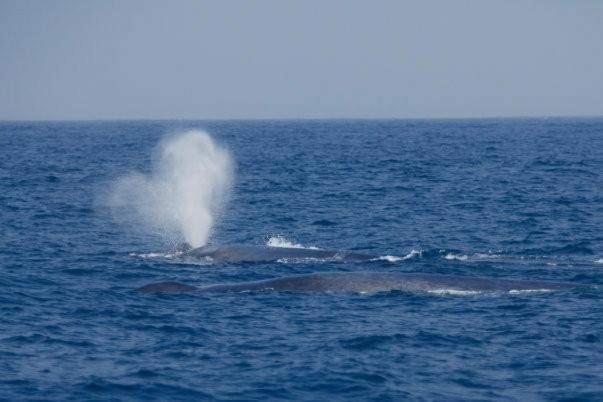 Thevindu Guest & Redmud Resturent Banduramulla المظهر الخارجي الصورة